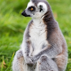 Lemur Philosopher