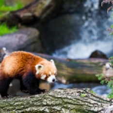 Red Panda crossing